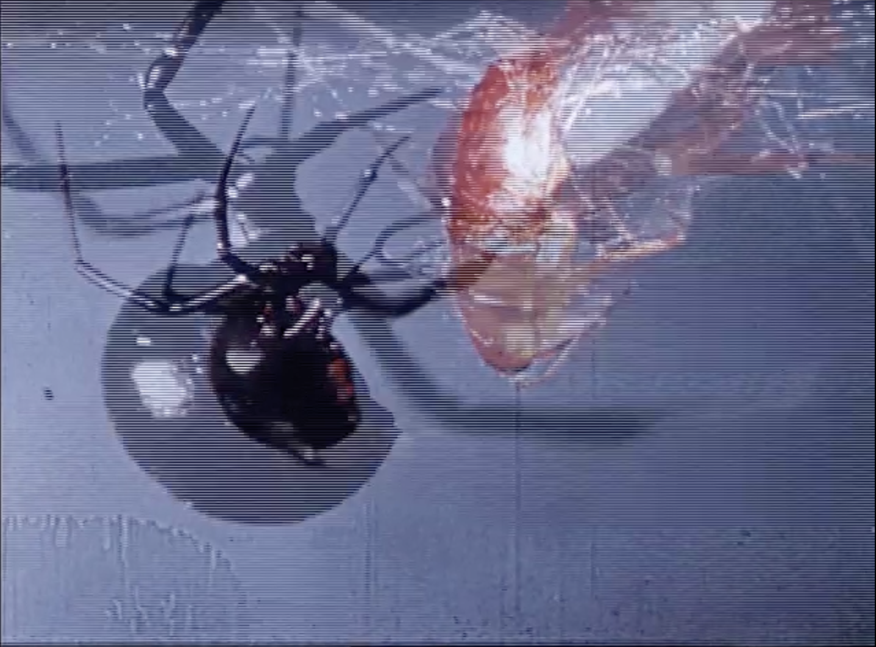 BLACK WIDOW banner image 3